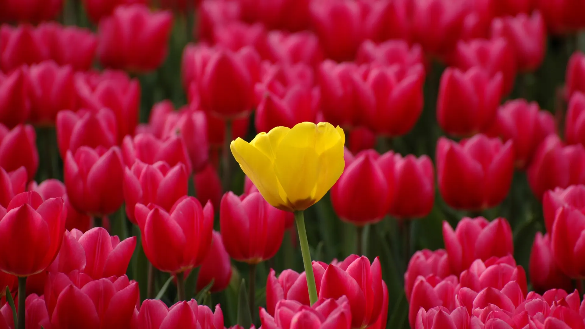 One yellow tulip in a field of red tulips.